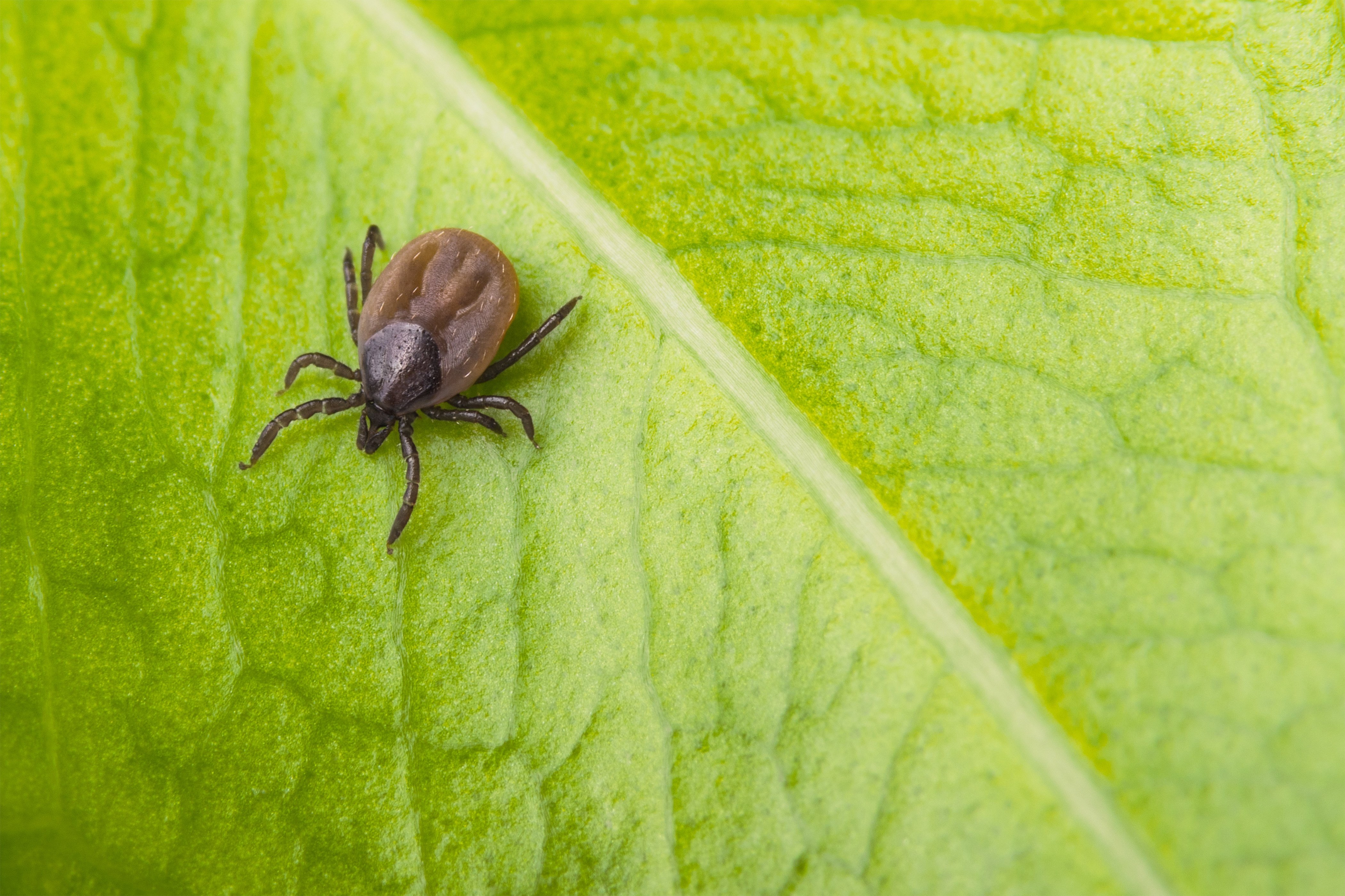 do-all-ticks-carry-lyme-disease-dogs